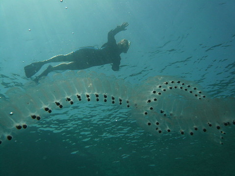 800px-Salp