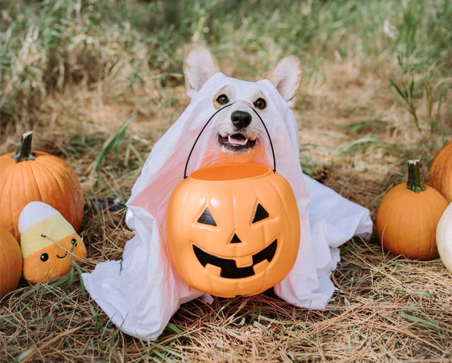 pet-halloween-costumes-11-652fc43334800__700