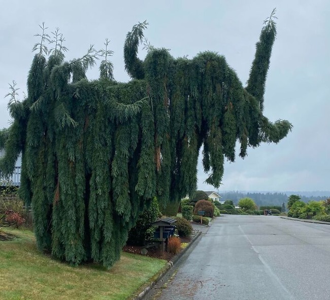 678658fb0bc90_pareidolia-pictures