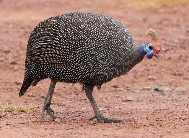 helmeted-guineafowl-3