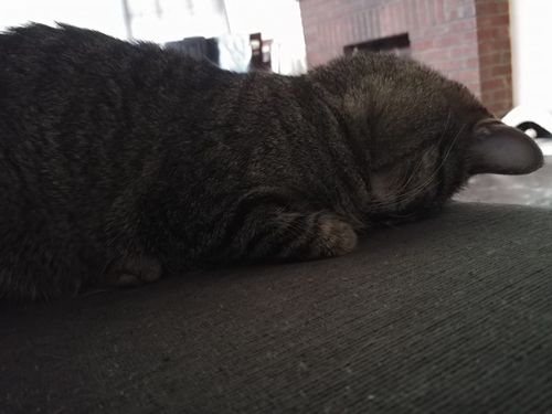 54214930_2033279350125081_4698636879715631104_o