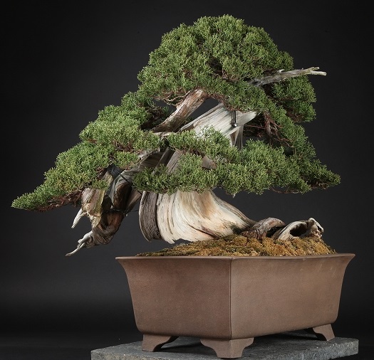 scube-expensive-bonsai-hp477-3