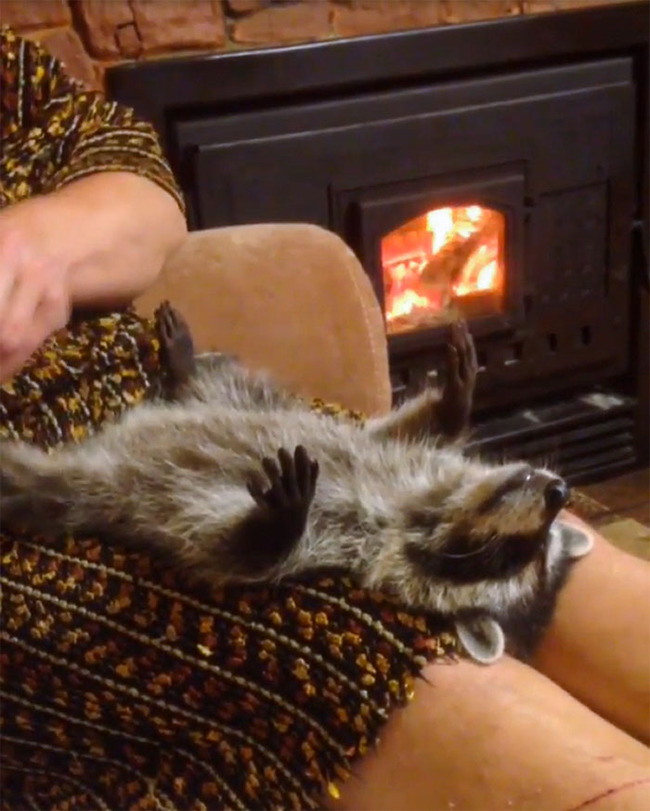 funny-raccoons-06-5f802c5a79f74__700