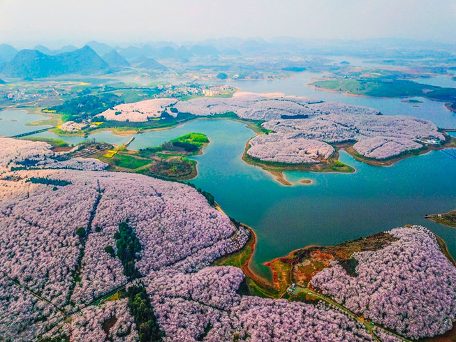 cherry-blossoms-spring-china-12-5ab26908a4bc6__880