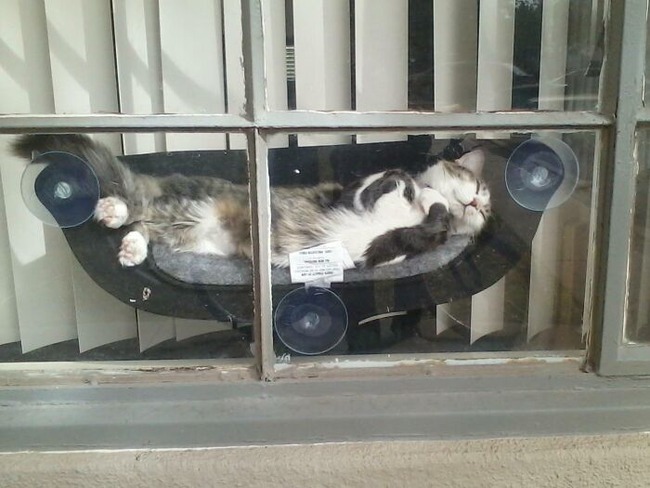677d48746fb1d_spoiled-pets