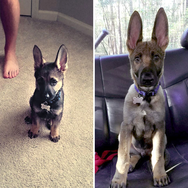 animals-with-large-ears-13-654115688ef90__700