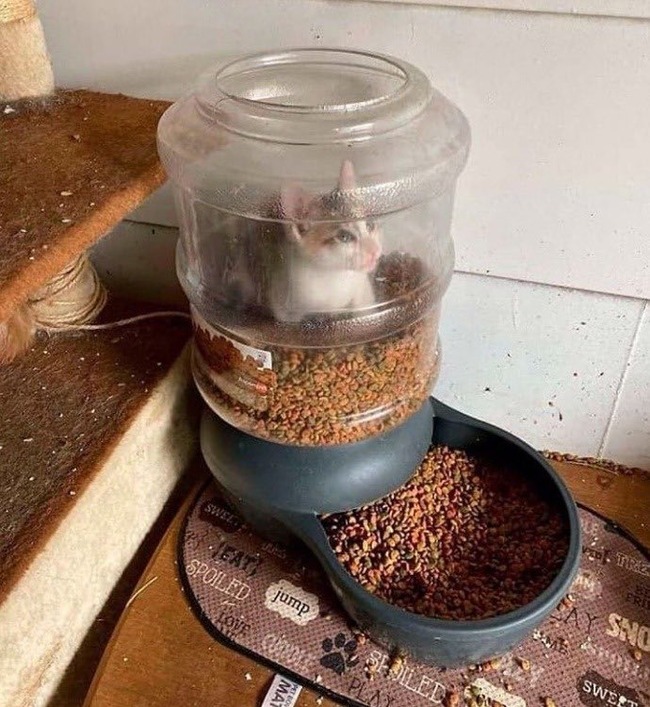 stuck-animals-while-eating-9-5f3fcf9334ab9__700