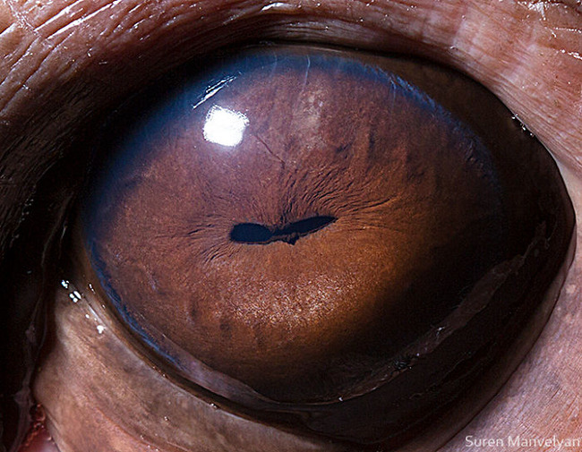 animal-eyes-photography-suren-manvelyan-14-5f4e18fd6f486__700