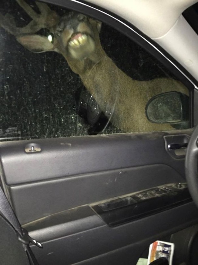 funny-crap-wildlife-photography-1-5eaac124e2c64__700