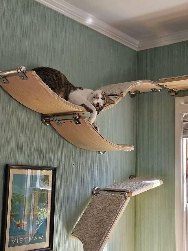 cat-friendly-environments-catification-667d2e1f553e2__700