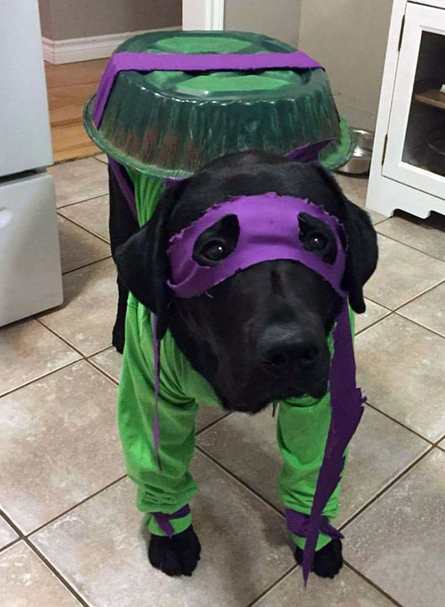 pet-halloween-costumes-70-65322f080e242__700