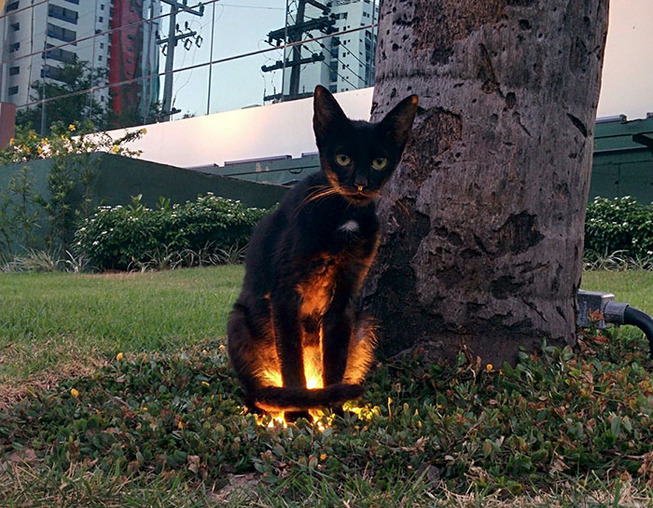 animals-with-threatening-auras-502-5d920d51547f6__700