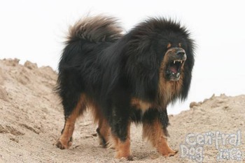 Tibetan-mastiff