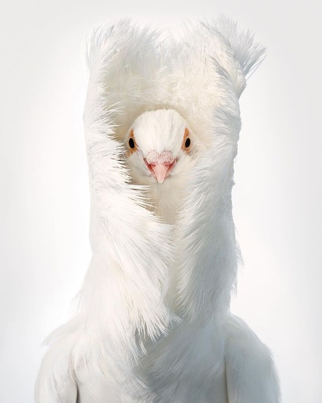 endangered-photo-portraits-birds