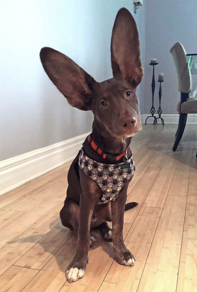 animals-with-large-ears-5-65410f8a15fc0__700