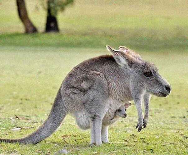 take-the-neck-of-animals-and-the-result-is-adorable