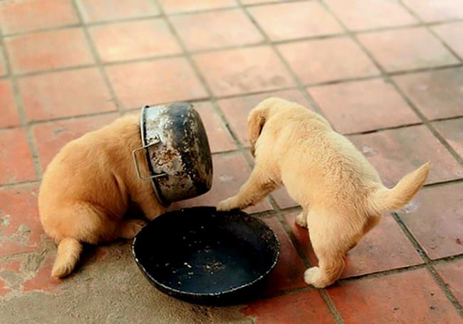 stuck-animals-while-eating-9-5f3fcf9334ab9__700