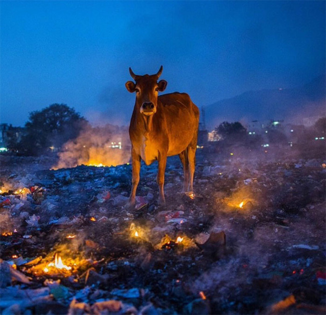 animals-with-threatening-auras-2701-5d8cbaa568d22__700