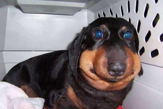 funny-dogs-stung-by-bees-17-5c877ec54bef9__700