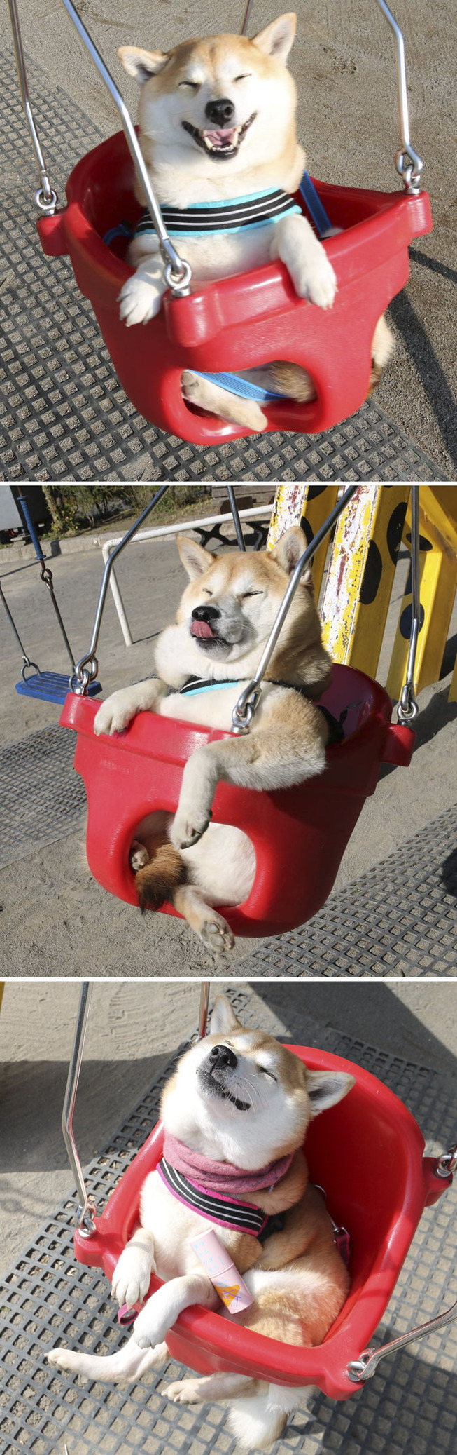 funny-shiba-inu-1-5ae6c49aee5eb__700