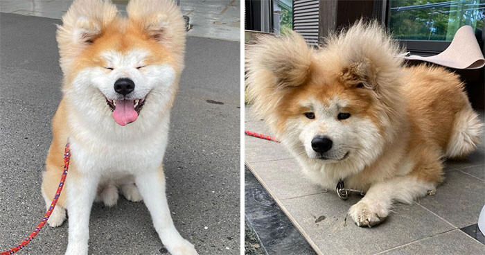 外国人 頭がハート型の日本の秋田犬がキュートすぎるよ 2ch トピックス 速報まとめたよ 外国人 頭がハート型の日本の秋田犬がキュートすぎるよ 2ch トピックス 速報まとめたよ