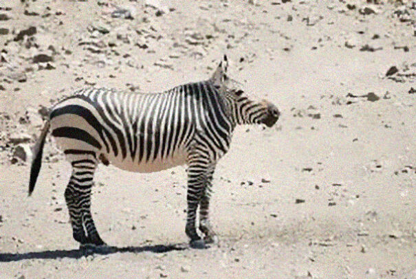 take-the-neck-of-animals-and-the-result-is-adorable