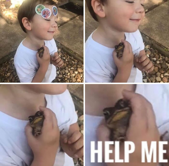 funny-cute-frog-pics-12-66de96b99e827__700
