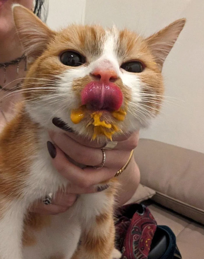 pets-stealing-food-pictures-8-66bef95eab72c__700