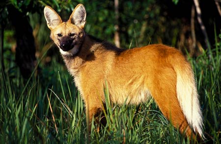 06_10lobo-guara_08