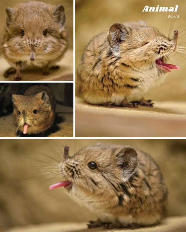 animal-world-unique-20-68b01aa43f526__700