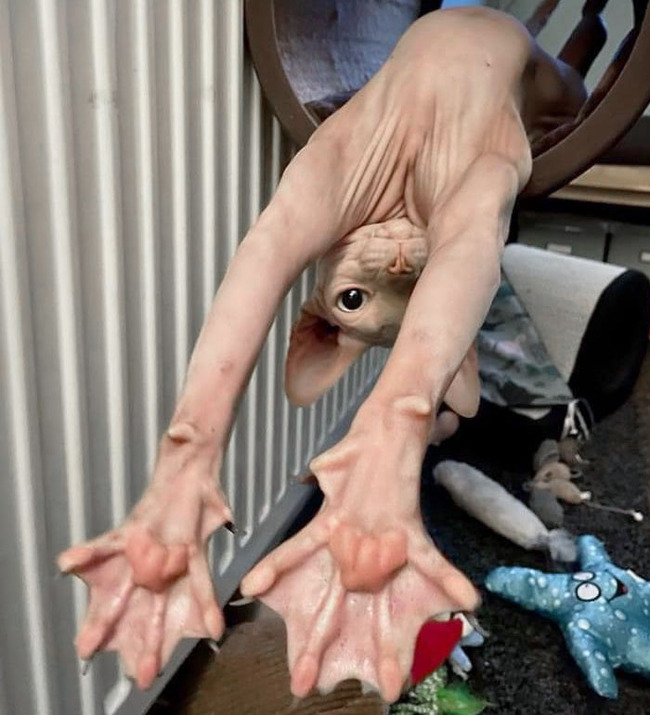 unique-animal-paws-11-6614e1e4d8872__700