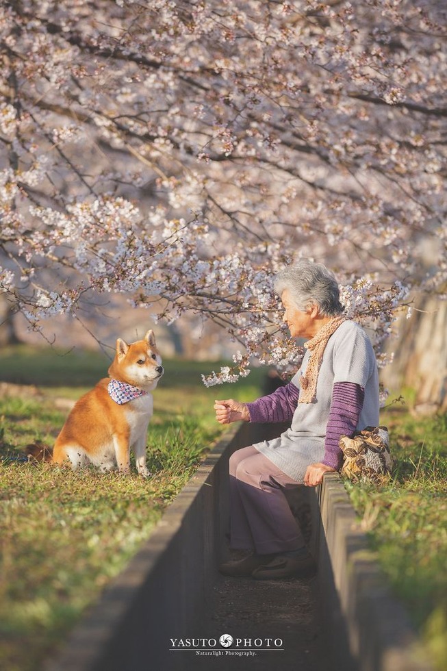 grandmother-dog-shiba-inu-photos-yasuto-34-5e3d17b71f609__700