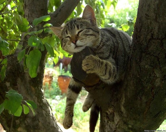 sleeping-cats-in-trees-3-5f117051eda28__700