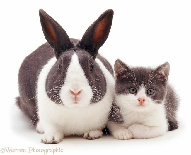 cute-similar-animals-205-611cd7af139a6__700