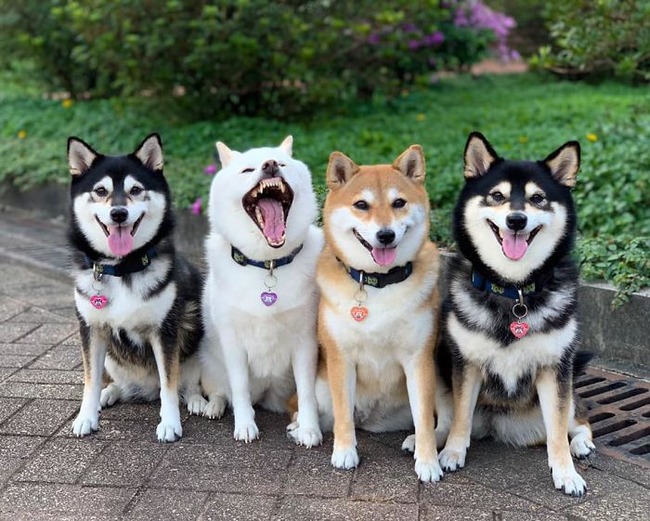 funny-photobombing-shiba-inu-dog-photos-36-5f59e369924e5__700