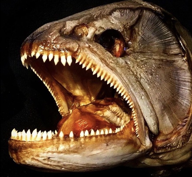 I-create-real-monsters-5e086ce85fbe5-jpeg__880