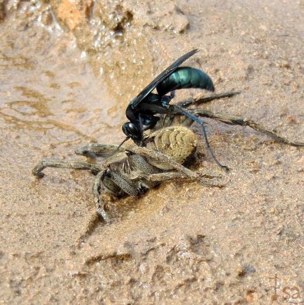 PompilidaexLycosidae_Isa1