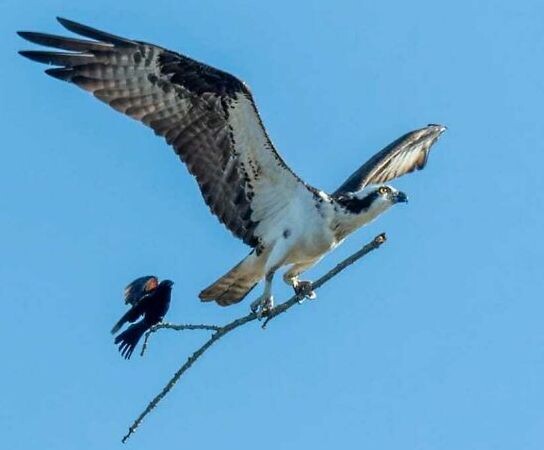 5-67aa116d5f30f__700