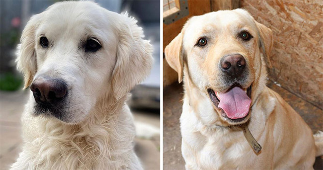 dog-breeds-that-look-similar-5f859e97d36ab__700