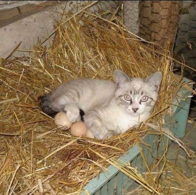 places-where-cats-shouldnt-be-60633db4630ad__700