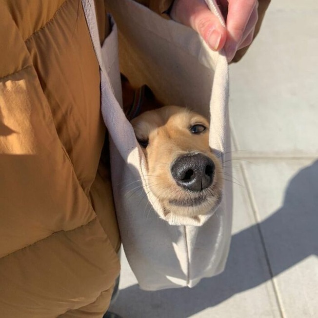 dogs-in-bags-instagram-618d2385b09a4__700