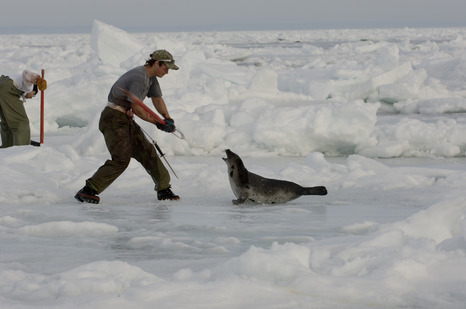 海外 カナダ人のアザラシ猟が残酷なんだが人間としてどうなの 海外の反応 海外の万国反応記 海外の反応