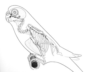 budgie-skeleton