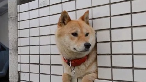 柴犬　壁