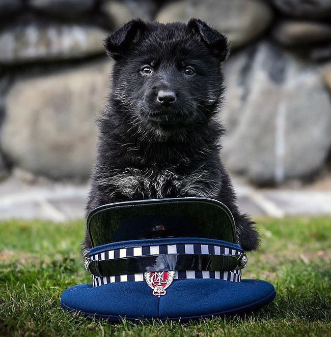 adorable-police-puppies-8-655242ba06d74__700