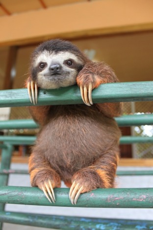 l-the-happiest-baby-sloth