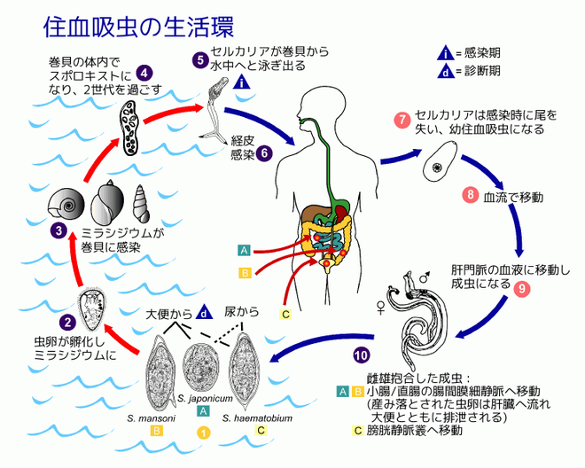 Schistosomiasis_Life_Cycle_ja