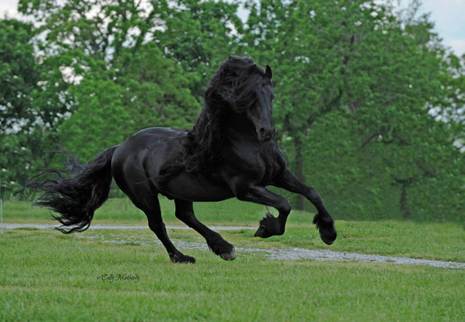 frederik-the-great-friesian-horse-stallion-27-5e96f9eff045d__700