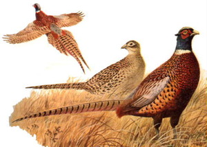 pheasant