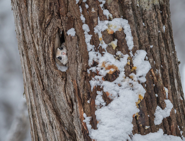 pokemon-japanese-flying-squirrels
